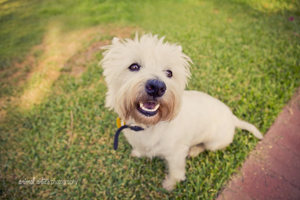 001 DOGSHARE Animal Antics Photography Guest Blog