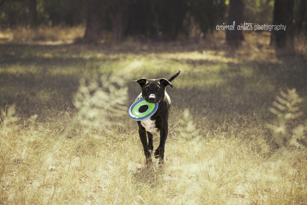 002 DOGSHARE Animal Antics Photography Guest Blog