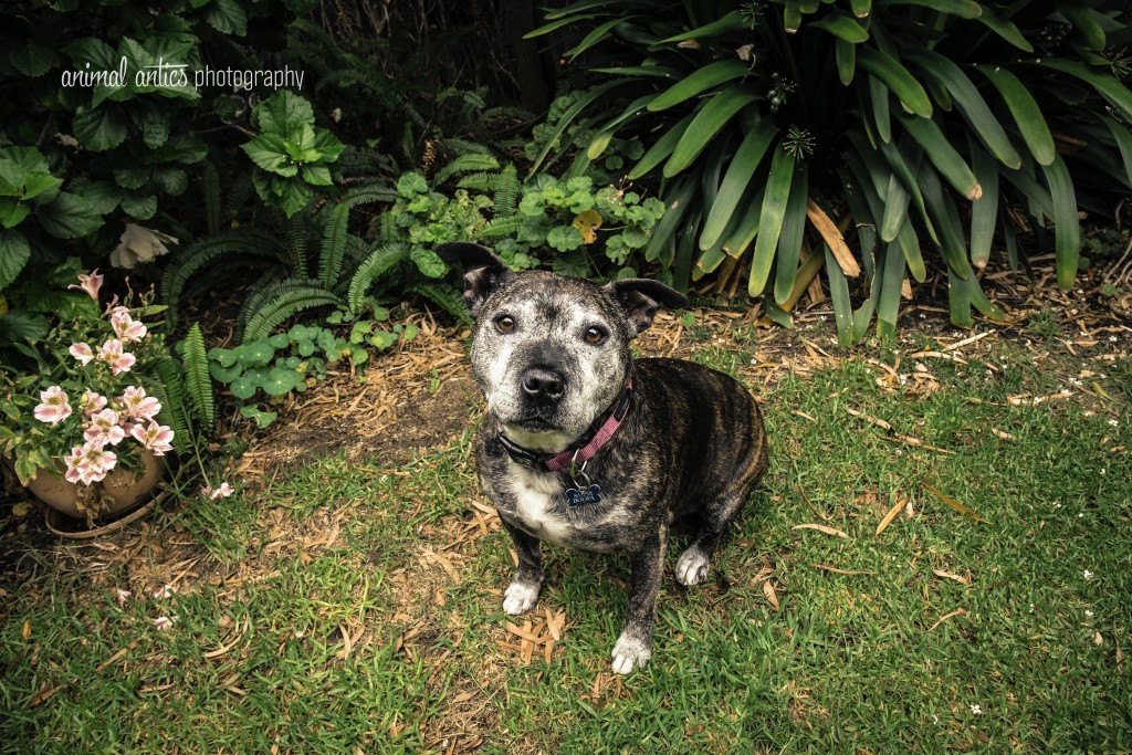 003 DOGSHARE Animal Antics Photography Guest Blog