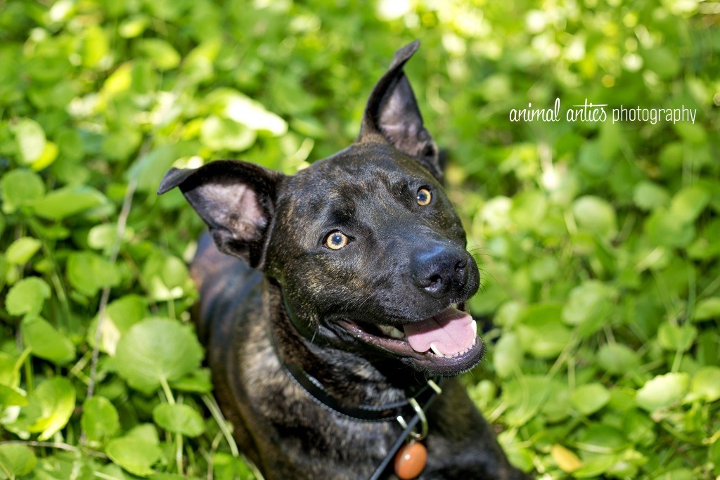 004 DOGSHARE Animal Antics Photography Guest Blog