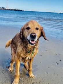 Cooper - Mel's Golden Retriever