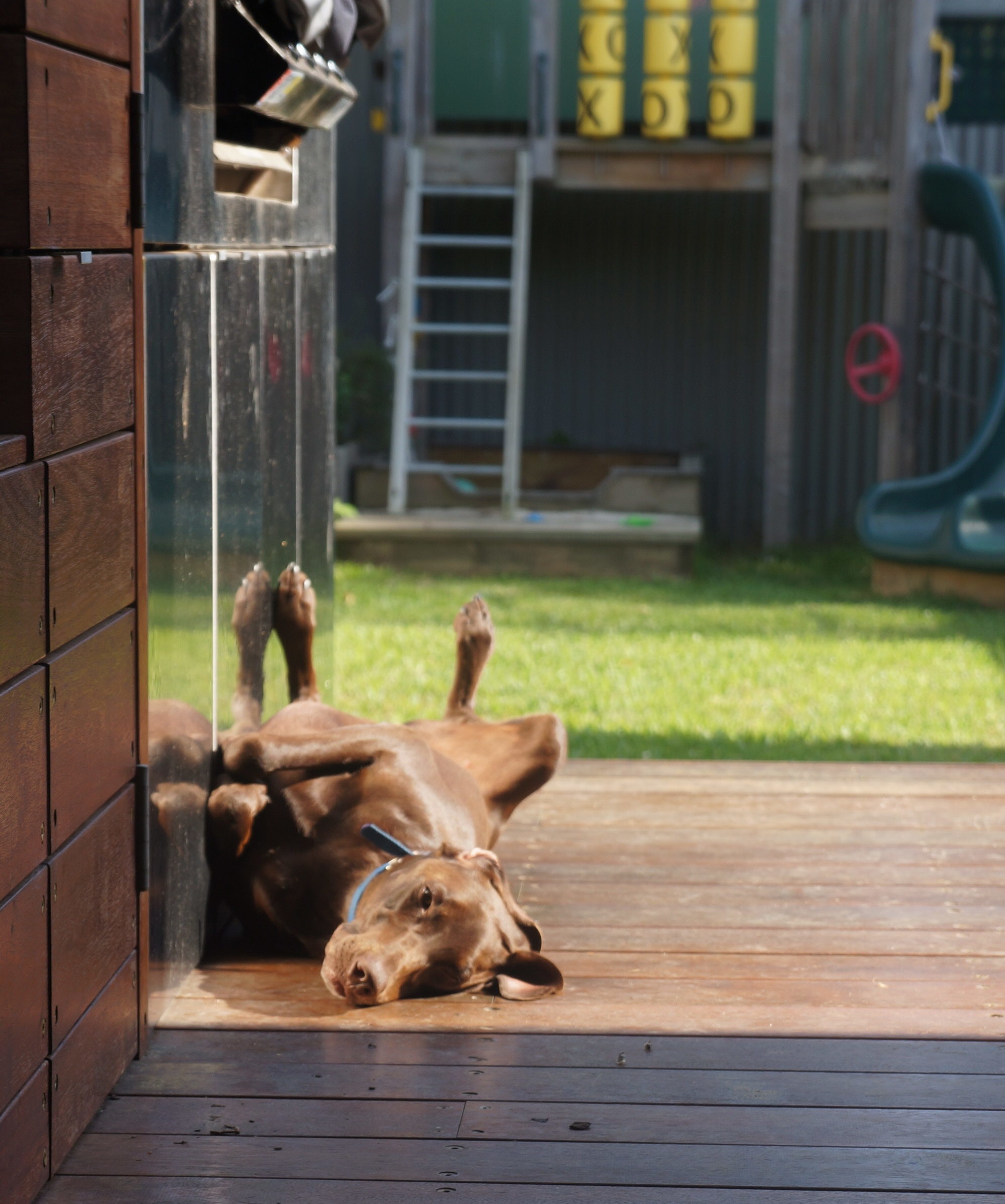 Duke in the sun