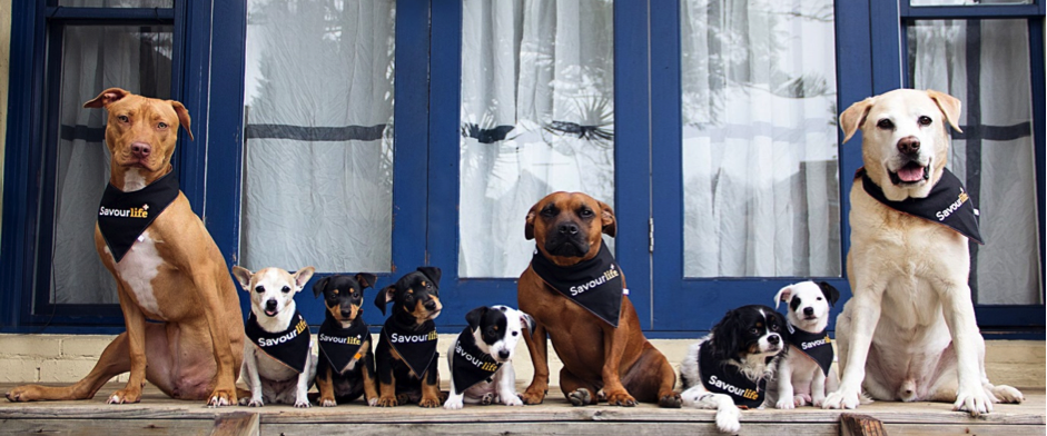 SavourLifer’s including Chief Tasting Officer Buddy the Lab (far right) and Missy the Tripawd (far left)