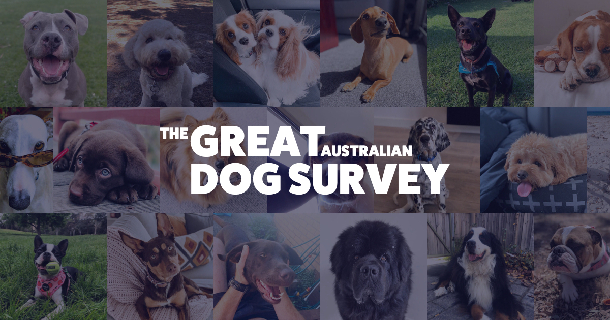 Scratch_dog-survey.jpg#asset:51019
