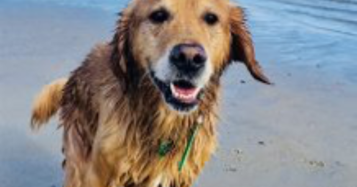 Five tips to help make our dogs live longer Dogshare