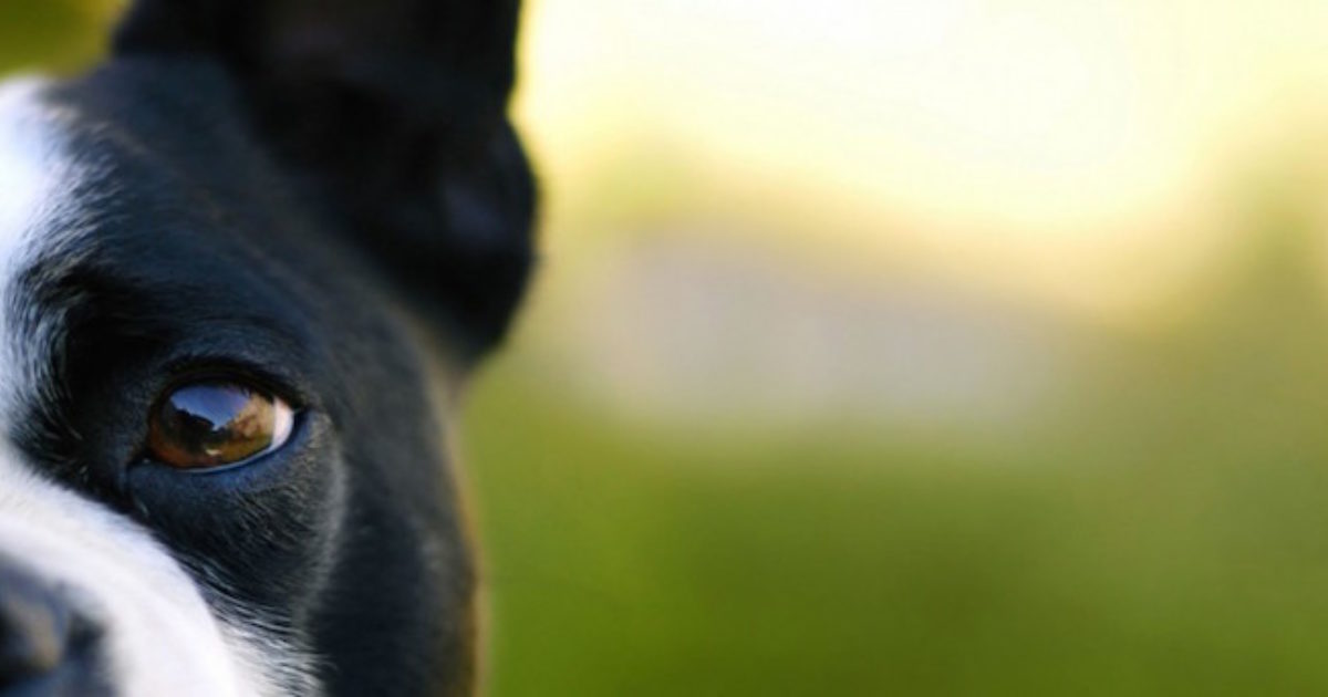 Tips on cleaning you dog's adorable face Dogshare