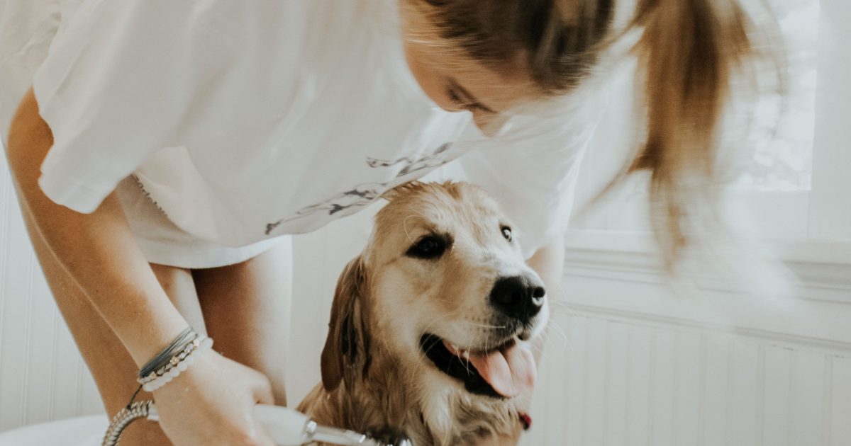 tina's dog grooming salon