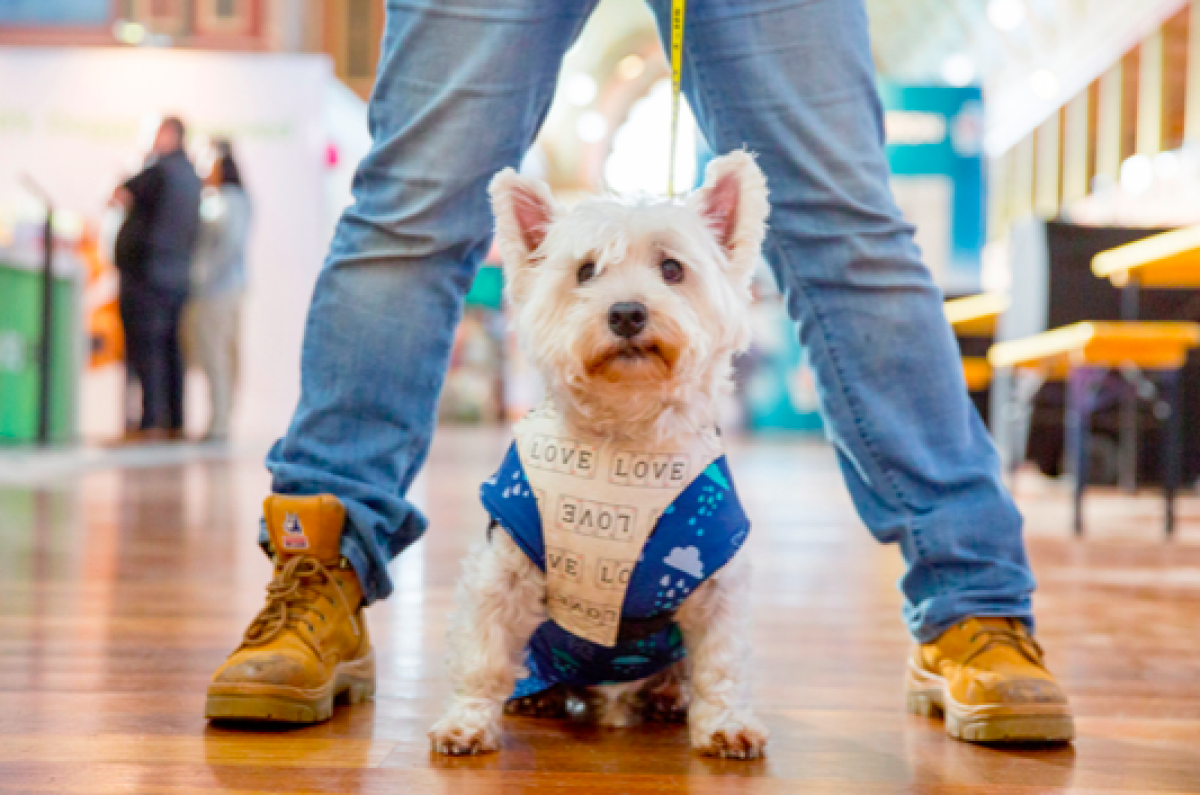 DOG DATES FOR YOUR DIARY AUGUST Dogshare