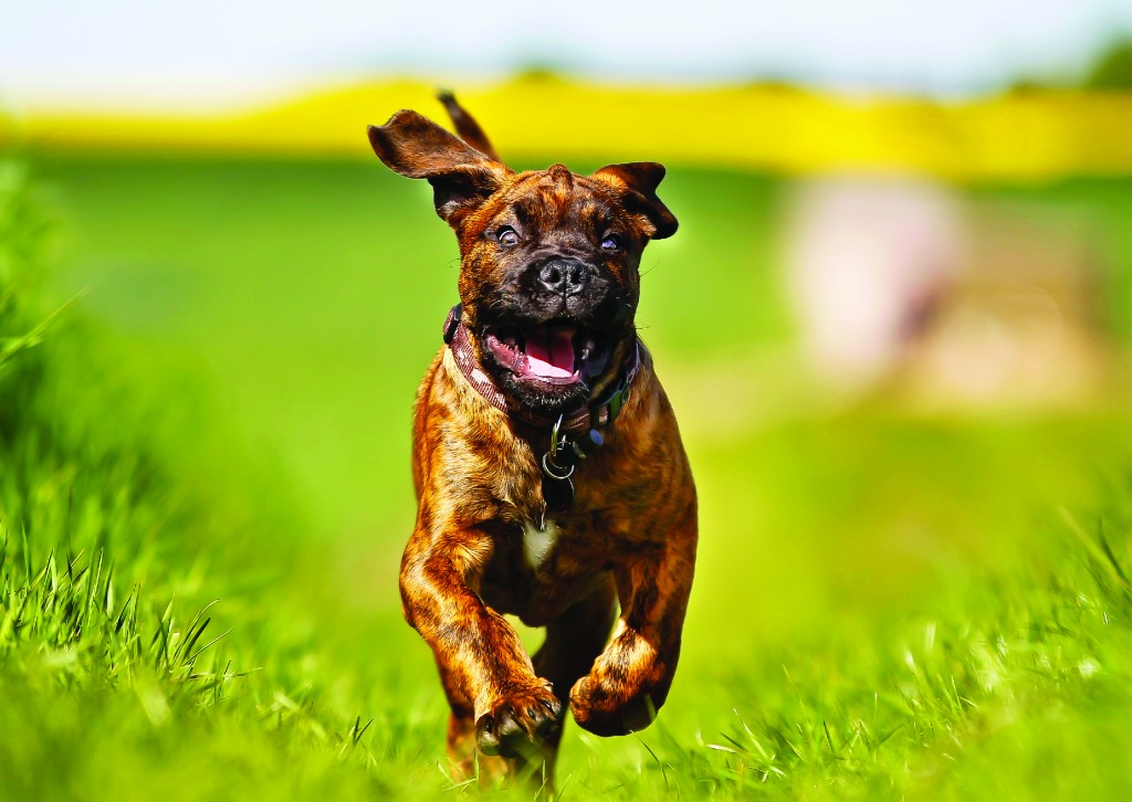 dog running through field