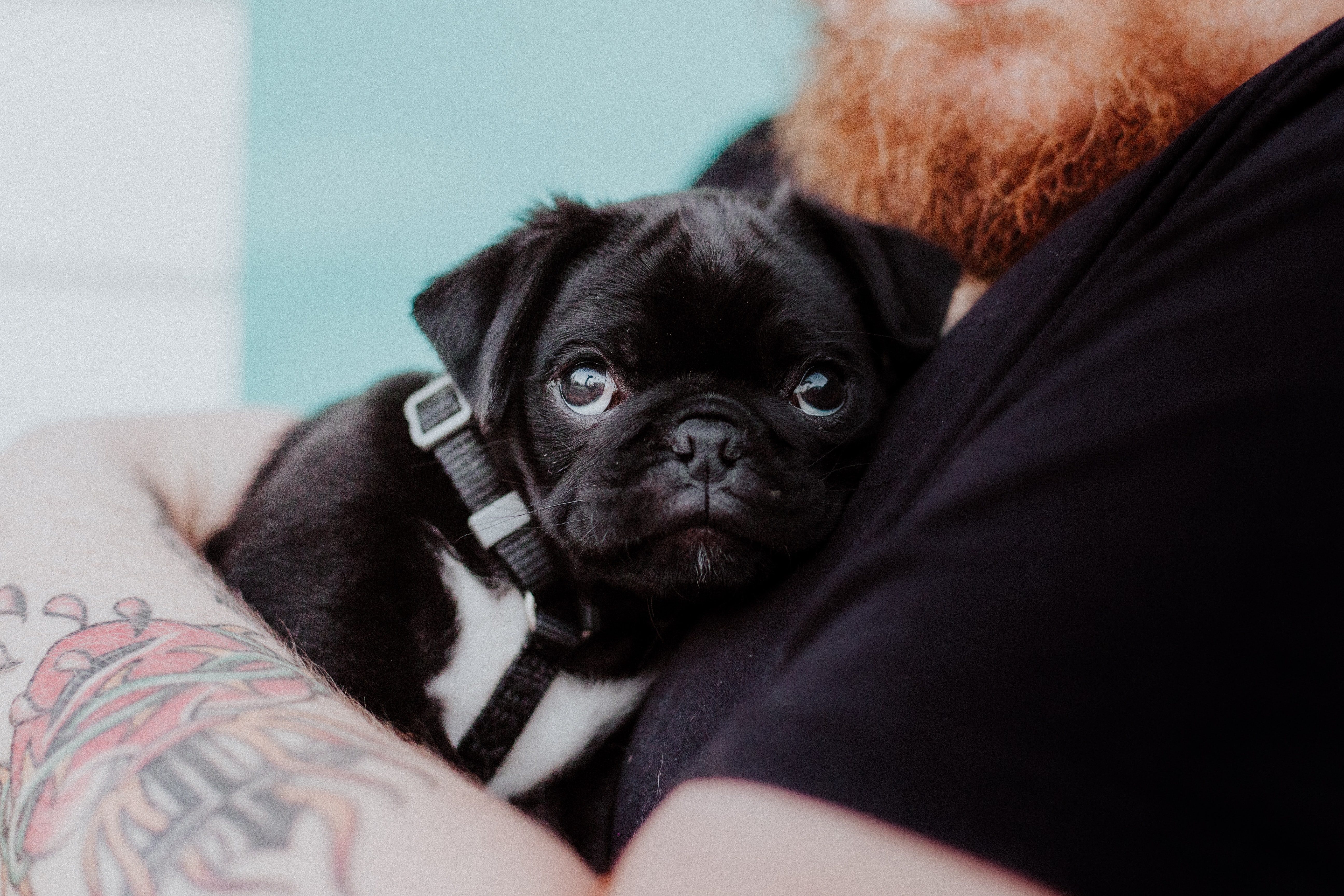 priscilla-du-preez-wnPoM3m8DA4-unsplash.jpg#asset:51672