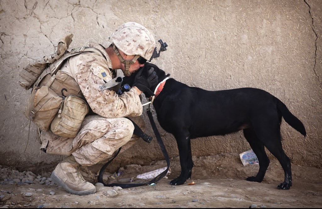 soldier-dog-companion-service